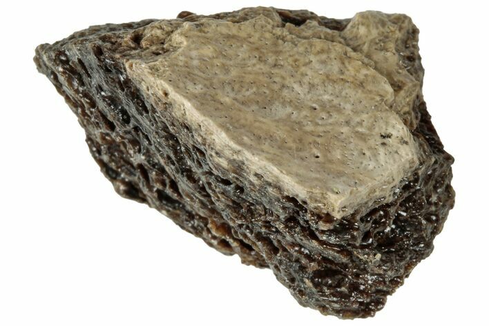 Fossil Tyrannosaur (T rex) Bone Section - Wyoming #313882